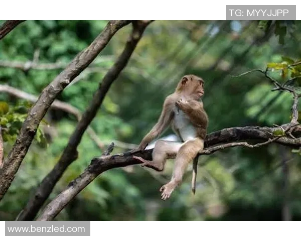 足球明星小猴子可爱形象大集合精彩瞬间分享与欣赏 足球明星小猴子可爱形象大集合精彩瞬间分享与欣赏